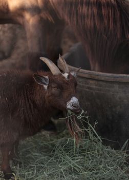 A pygmy goat eats hay next to his horse companion at a barn on a farm.