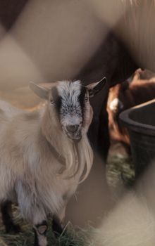 Toggenburg goat eats hay next to his horse companion at a barn on a farm.