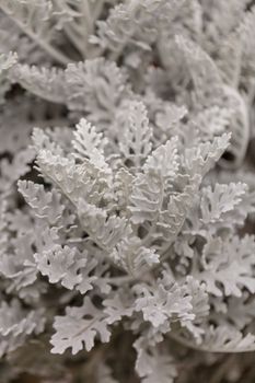 White fern background in a botanical garden in spring.