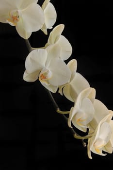 Cream colored flowers of an orchid with a black background