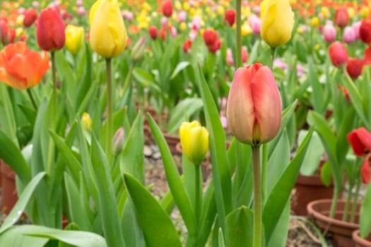 The group of beautiful red and yellow tulips flower at the garden in the morning.