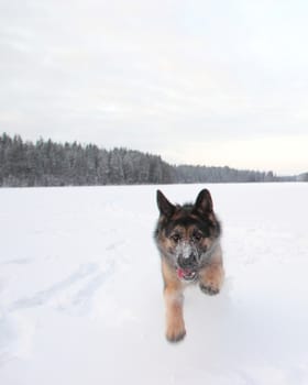 East European Shepherd in nature on a sunny day in winter