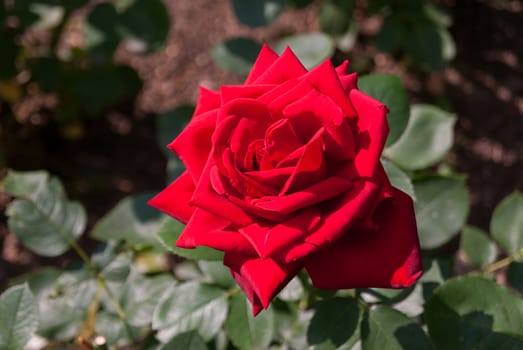 The photograph shows a blooming red rose