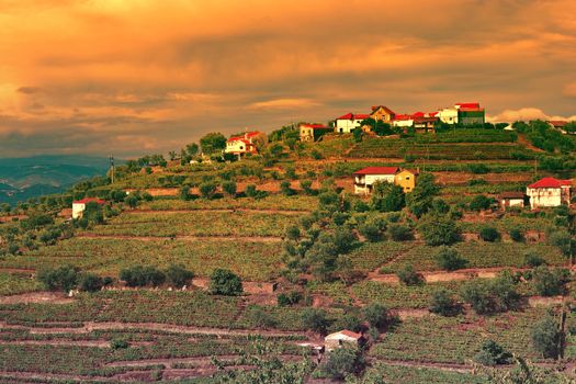 Vineyards on the Hills of Portugal at Sunset, Vintage Style Toned Picture