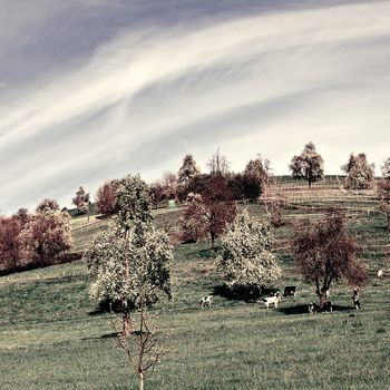 Grazing Cows and Flowering Tree Surrounded by Sloping Meadows in Switzerland, Vintage Style Toned Picture