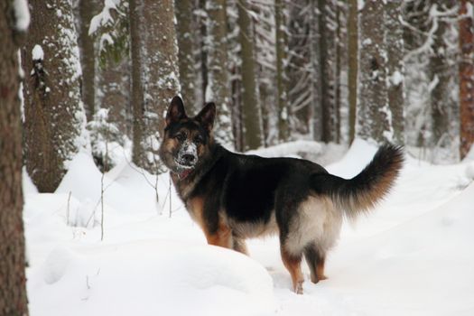 East European Shepherd in nature on a sunny day in winter