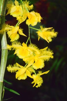 An exotic and beautiful flower from the tropics.