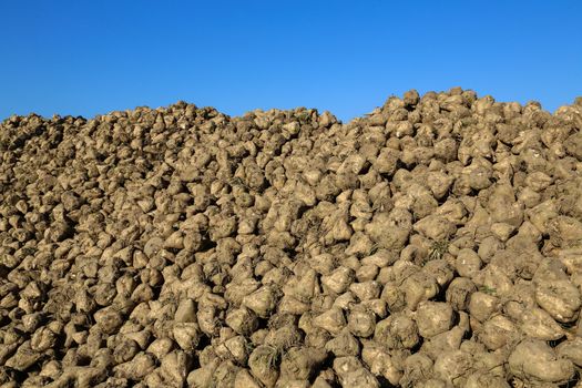 Pile of sugar beets on a field