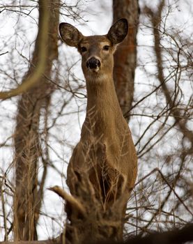 Beautiful image with a wild deer in the forest