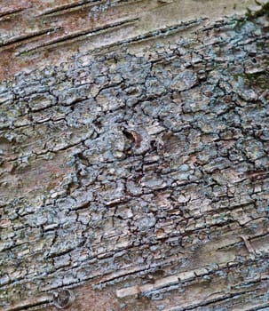 Interesting pattern of the gray bark of a tree