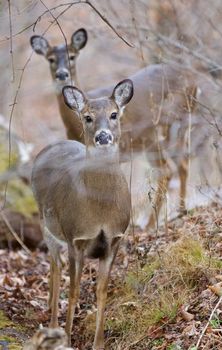 Beautiful photo of two cute wild deers