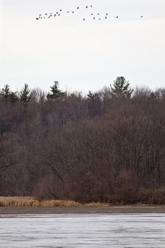 Beautiful photo of the lake, trees and flying birds in the winter time