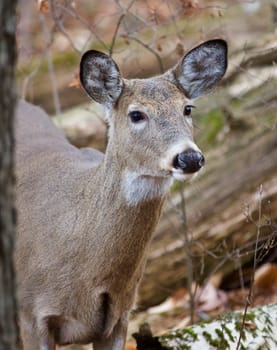 Beautiful photo of the cute wild deer in the forest