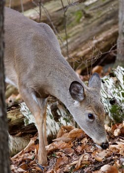 Beautiful closeup of the cute wild deer in the forest