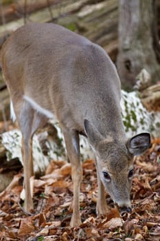 Beautiful image with the cute wild deer in the forest