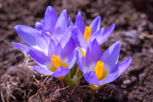 The photo shows the purple flowering crocus