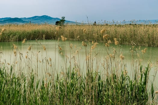 thickets of reeds on the pond