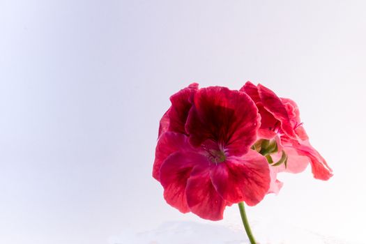 The flower Geranium isolated on white background