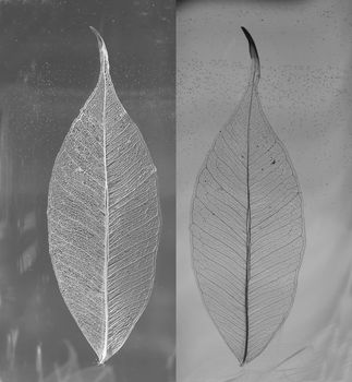 Black and white photo of skeletonized leaves of ficus (Ficus benjamina).