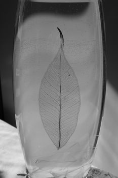 Black and white photo of skeletonized leaf of ficus (Ficus benjamina) on a glassy vase.