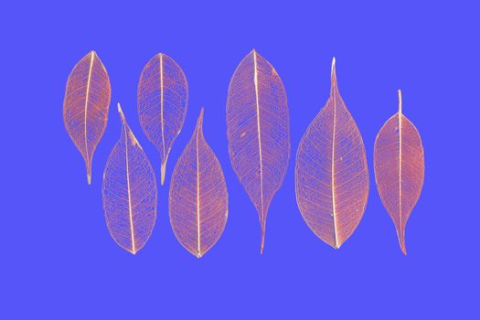 seven skeletonized reddish leaves ficus (Ficus benjamina) on a sky-blue background.