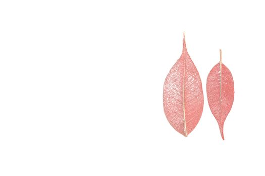 two skeletonized leaves of ficus (Ficus benjamina) on a white background.