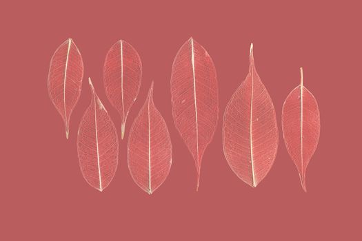 seven skeletonized leaves of ficus (Ficus benjamina) on a reddish background.