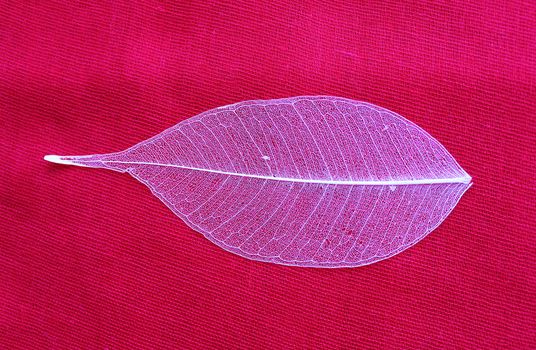 skeletonized leaf ficus (Ficus benjamina) on a red background.