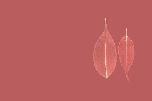 two skeletonized leaf ficus (Ficus benjamina) on a reddish background.