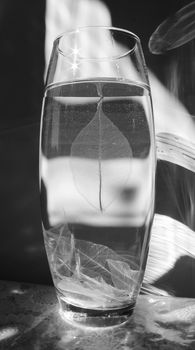 Black and white photo of skeletonized leaf of ficus (Ficus benjamina) on a glassy vase.