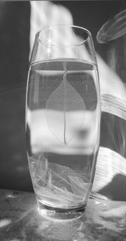 Black and white photo of skeletonized leaf of ficus (Ficus benjamina) on a glassy vase.