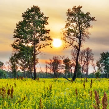 Sunset over trees on the field with yellow flowers