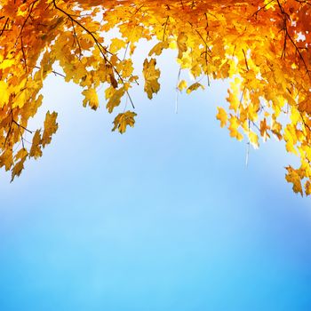 Golden, yellow and orange leaves on the blue sky. Autumn background