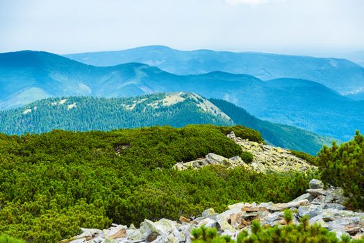 Ridge of blue mountains covered with green forest. Ukraine, Carpathian