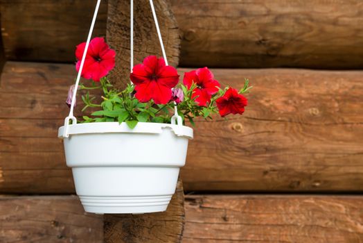 Red flower petunia in a white pot hanging on the old wooden wall