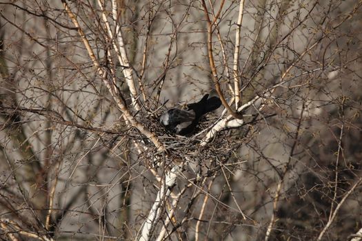 Raven  nest view from above close to