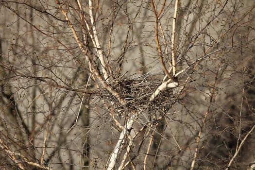 Spring empty bird's nest in a empty tree
