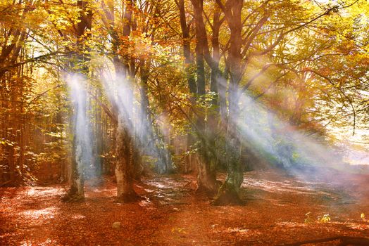 Fall in the forest. Trees with orange leaves and sunrays through fog