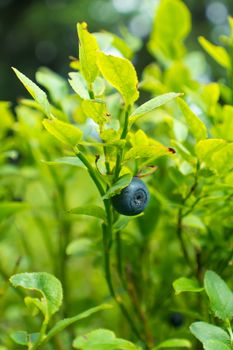 Wild blueberry in forest on the bush with green leaves. Macro shot