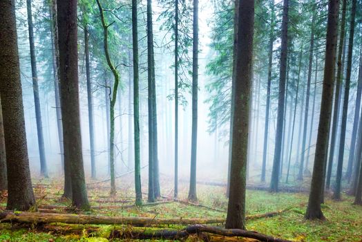 Mysterious fog in the light green forest with pine trees