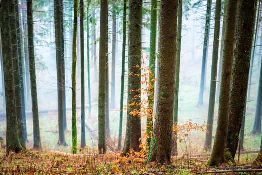 Mysterious mist in the autumn forest with orange leaves and pine trees