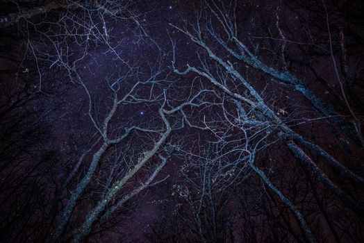 Forest, cozy fire and blue night sky with many stars above the trees.