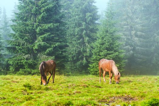 Two wild running horses grazing in the misty forest