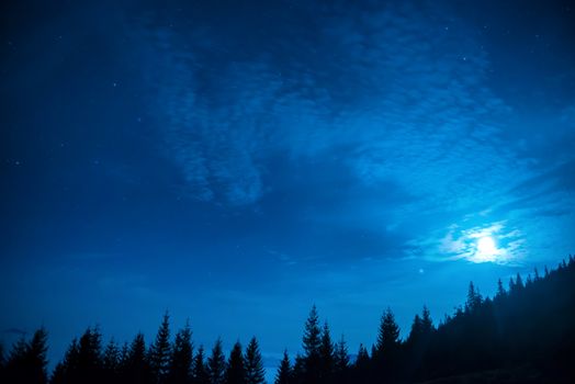 Forest of pine trees under moon and blue dark night sky with many stars. Winter christmas background