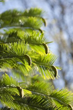 Wollemia nobilis detail of leaves and cones in early Spring.