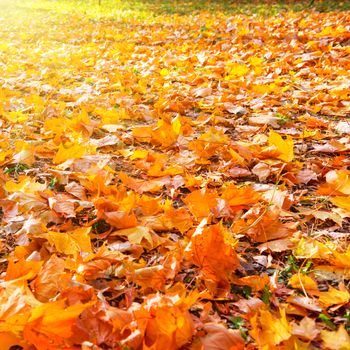 Orange leaves in autumn park with sun light Fall seasonal background