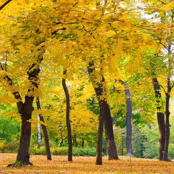 Autumn forest or park with bright yellow trees