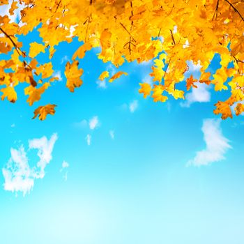 Golden, yellow and orange leaves on the blue sky with white clouds. Autumn background