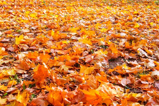 Orange leaves in autumn park. Fall seasonal background