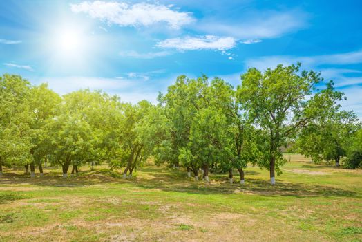 Green trees in a park. Shining sun and blue sky on background